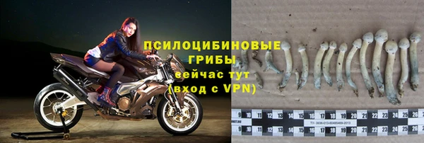 индика Ельня
