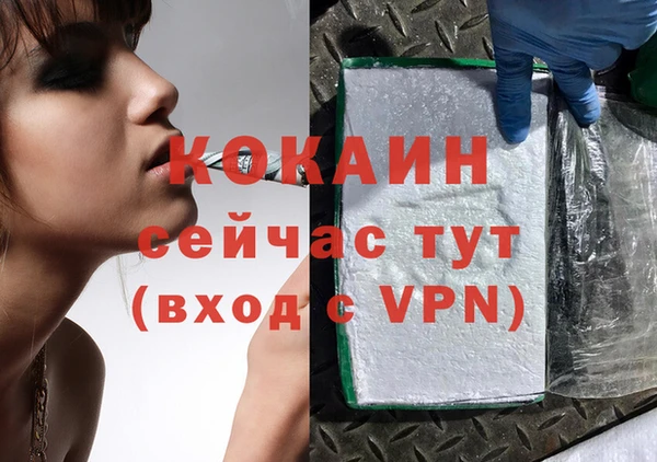 индика Ельня