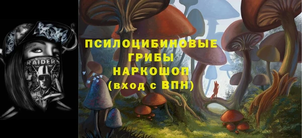 индика Ельня