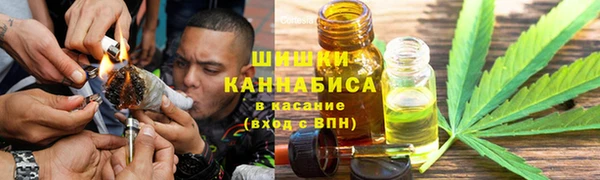 индика Ельня